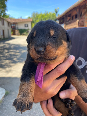 CHIOT 2