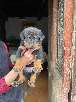 CHIOT collier rose