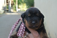 MAXI
