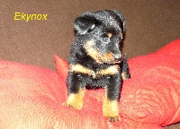 EKYNOX
