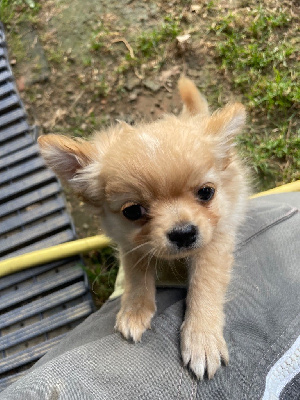 CHIOT 2