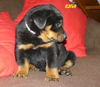 ELFIE de la 