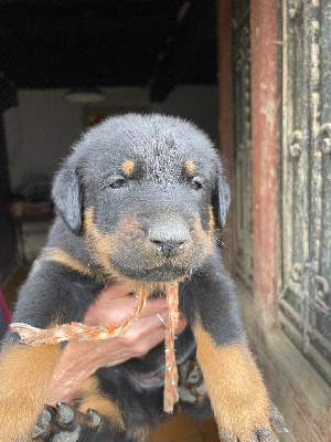 CHIOT Vichy orange