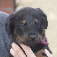 CHIOT