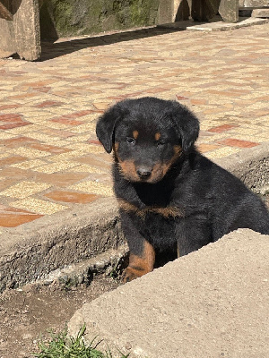 Arya