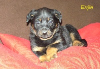 ENJIE