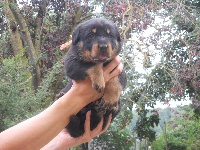 CHIOT