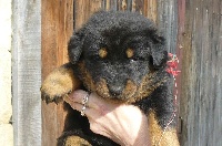 Lola