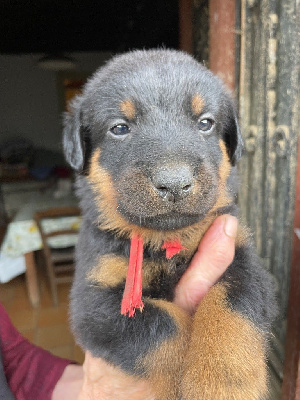 CHIOT collier rouge