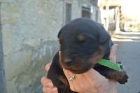 Lancelot