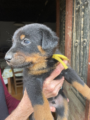 CHIOT collier jaune 