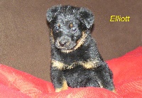 ELLIOTT