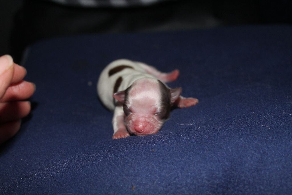 de la Combe aux Genêts - Chihuahua - Portée née le 20/07/2017