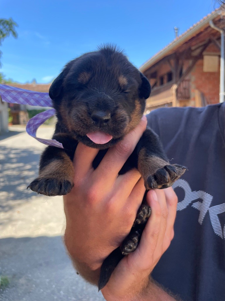 de la Combe aux Genêts - Chiots disponibles - Berger de Beauce