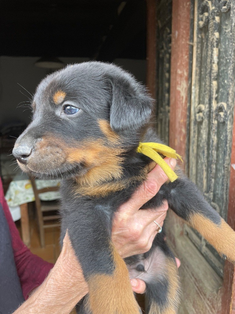 de la Combe aux Genêts - Chiots disponibles - Berger de Beauce